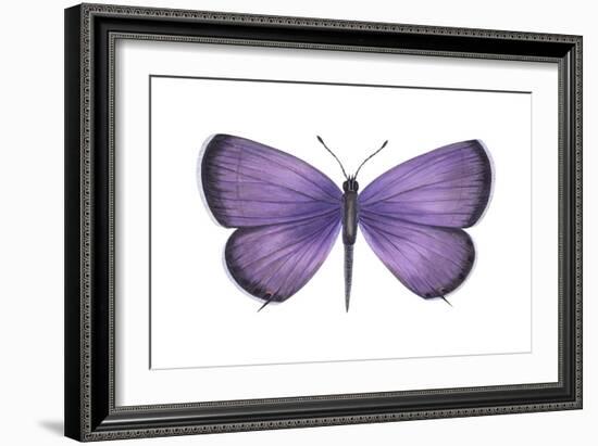 Eastern Tailed Blue Butterfly (Everes Comyntas), Insects-Encyclopaedia Britannica-Framed Art Print