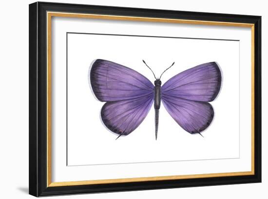 Eastern Tailed Blue Butterfly (Everes Comyntas), Insects-Encyclopaedia Britannica-Framed Art Print