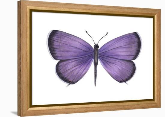 Eastern Tailed Blue Butterfly (Everes Comyntas), Insects-Encyclopaedia Britannica-Framed Stretched Canvas