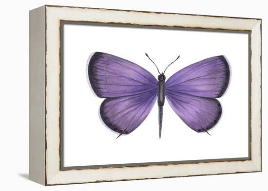 Eastern Tailed Blue Butterfly (Everes Comyntas), Insects-Encyclopaedia Britannica-Framed Stretched Canvas