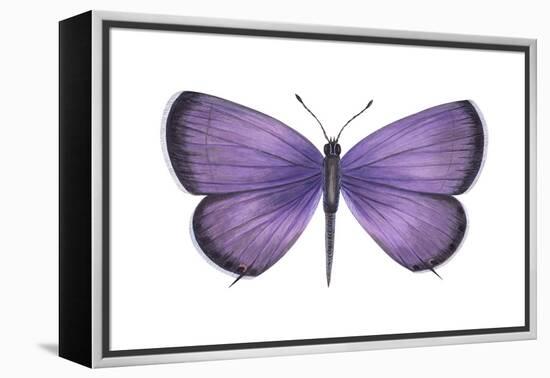 Eastern Tailed Blue Butterfly (Everes Comyntas), Insects-Encyclopaedia Britannica-Framed Stretched Canvas