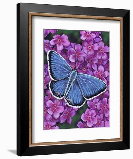 Eastern Tailed Blue-Marilyn Barkhouse-Framed Art Print