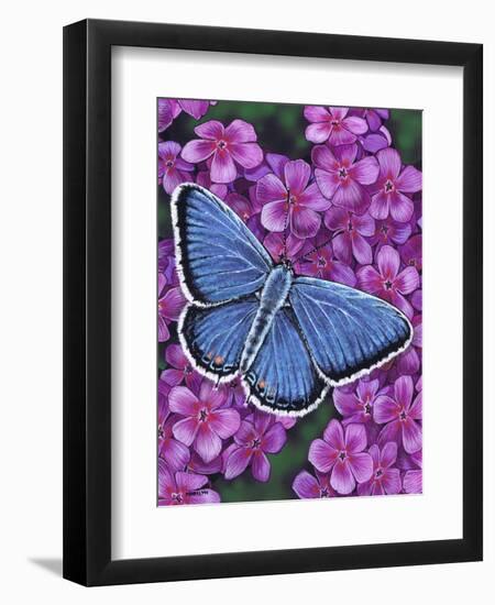 Eastern Tailed Blue-Marilyn Barkhouse-Framed Art Print