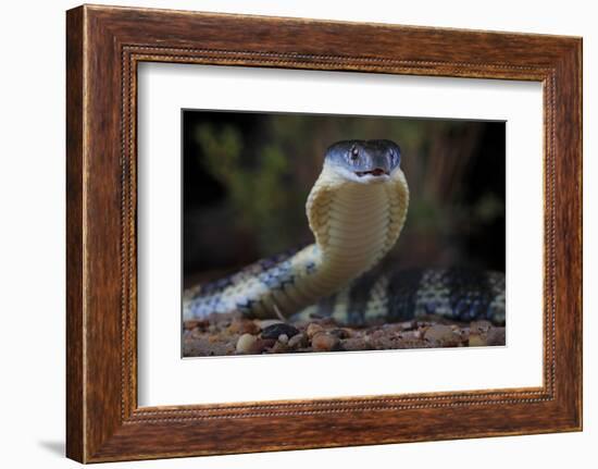 Eastern tiger snake, Yarra River Melbourne, Australia-Robert Valentic-Framed Photographic Print