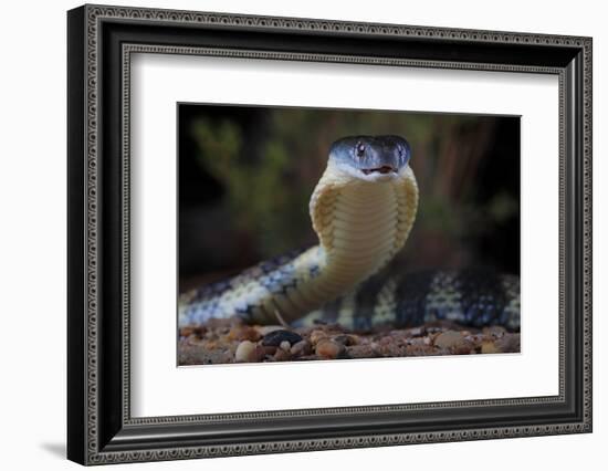 Eastern tiger snake, Yarra River Melbourne, Australia-Robert Valentic-Framed Photographic Print