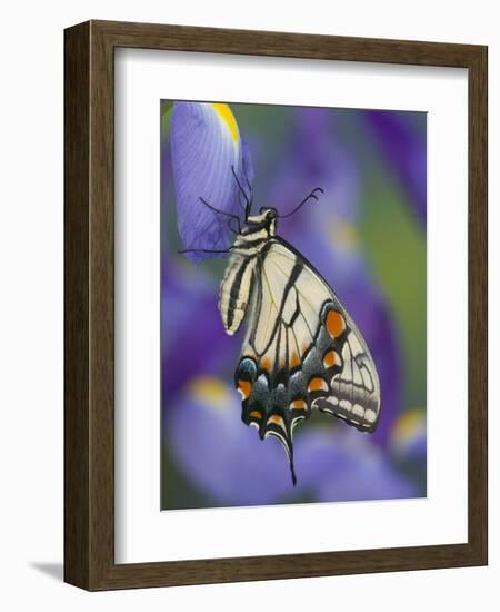 Eastern Tiger Swallowtail at Rest on a Dutch Iris-Darrell Gulin-Framed Photographic Print