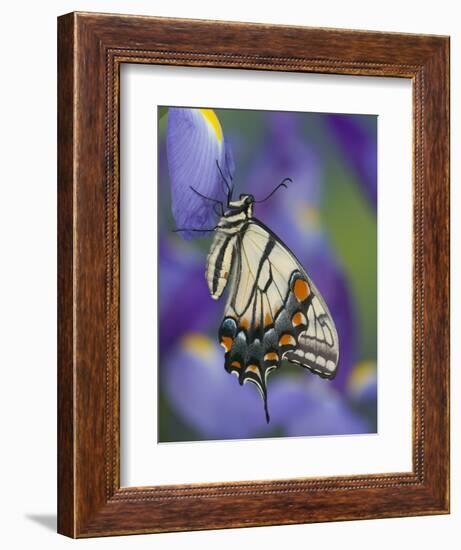 Eastern Tiger Swallowtail at Rest on a Dutch Iris-Darrell Gulin-Framed Photographic Print