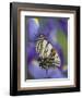 Eastern Tiger Swallowtail at Rest on a Dutch Iris-Darrell Gulin-Framed Photographic Print
