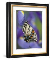 Eastern Tiger Swallowtail at Rest on a Dutch Iris-Darrell Gulin-Framed Photographic Print