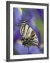 Eastern Tiger Swallowtail at Rest on a Dutch Iris-Darrell Gulin-Framed Photographic Print