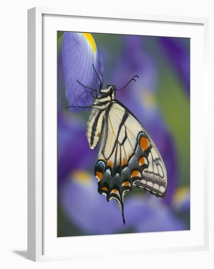 Eastern Tiger Swallowtail at Rest on a Dutch Iris-Darrell Gulin-Framed Photographic Print