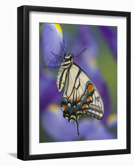 Eastern Tiger Swallowtail at Rest on a Dutch Iris-Darrell Gulin-Framed Photographic Print