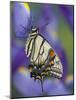 Eastern Tiger Swallowtail at Rest on a Dutch Iris-Darrell Gulin-Mounted Photographic Print