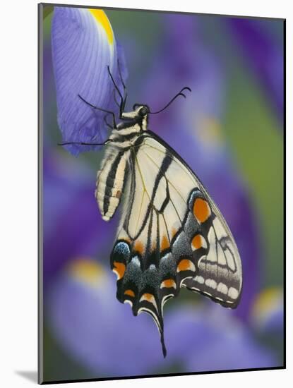 Eastern Tiger Swallowtail at Rest on a Dutch Iris-Darrell Gulin-Mounted Photographic Print