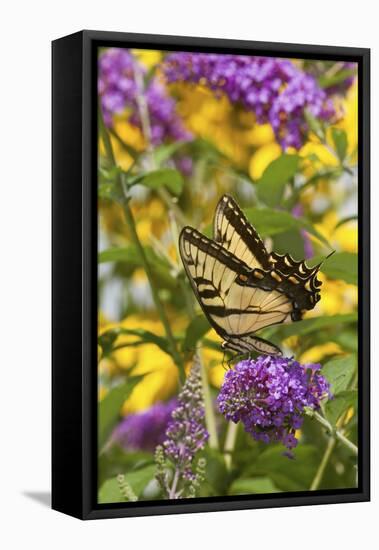 Eastern Tiger Swallowtail Butterfly on Butterfly Bush, Marion Co., Il-Richard ans Susan Day-Framed Premier Image Canvas