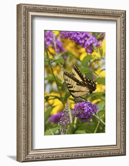 Eastern Tiger Swallowtail Butterfly on Butterfly Bush, Marion Co., Il-Richard ans Susan Day-Framed Photographic Print