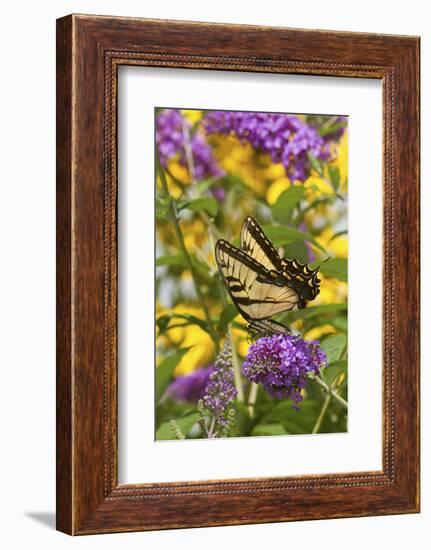 Eastern Tiger Swallowtail Butterfly on Butterfly Bush, Marion Co., Il-Richard ans Susan Day-Framed Photographic Print