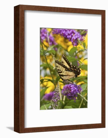 Eastern Tiger Swallowtail Butterfly on Butterfly Bush, Marion Co., Il-Richard ans Susan Day-Framed Photographic Print