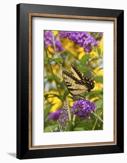 Eastern Tiger Swallowtail Butterfly on Butterfly Bush, Marion Co., Il-Richard ans Susan Day-Framed Photographic Print