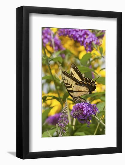 Eastern Tiger Swallowtail Butterfly on Butterfly Bush, Marion Co., Il-Richard ans Susan Day-Framed Photographic Print