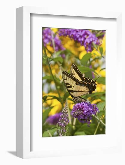 Eastern Tiger Swallowtail Butterfly on Butterfly Bush, Marion Co., Il-Richard ans Susan Day-Framed Photographic Print