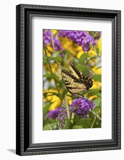 Eastern Tiger Swallowtail Butterfly on Butterfly Bush, Marion Co., Il-Richard ans Susan Day-Framed Photographic Print