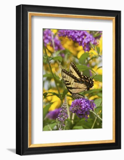 Eastern Tiger Swallowtail Butterfly on Butterfly Bush, Marion Co., Il-Richard ans Susan Day-Framed Photographic Print