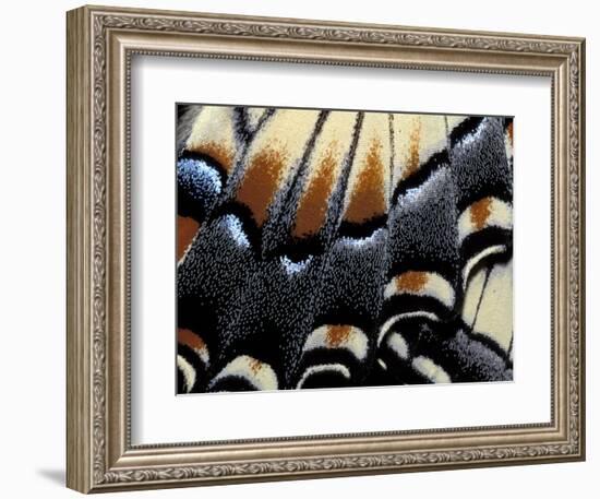 Eastern Tiger Swallowtail Butterfly Wing, Great Smoky Mountains National Park, Tennessee, USA-Darrell Gulin-Framed Photographic Print