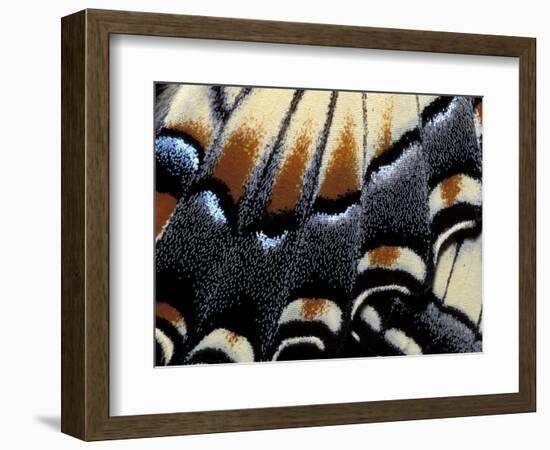 Eastern Tiger Swallowtail Butterfly Wing, Great Smoky Mountains National Park, Tennessee, USA-Darrell Gulin-Framed Photographic Print