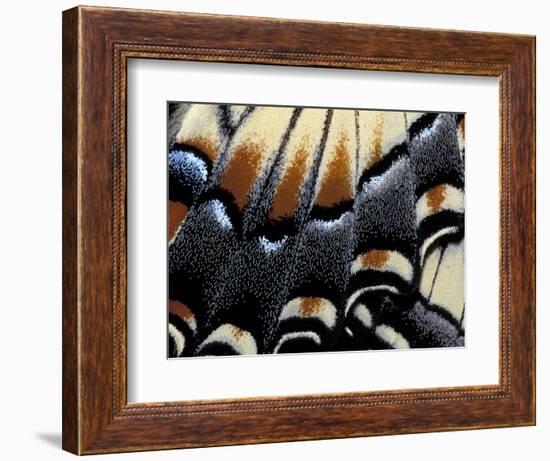 Eastern Tiger Swallowtail Butterfly Wing, Great Smoky Mountains National Park, Tennessee, USA-Darrell Gulin-Framed Photographic Print