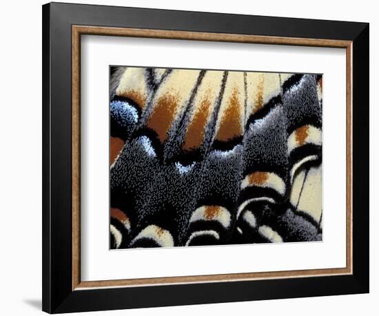 Eastern Tiger Swallowtail Butterfly Wing, Great Smoky Mountains National Park, Tennessee, USA-Darrell Gulin-Framed Photographic Print