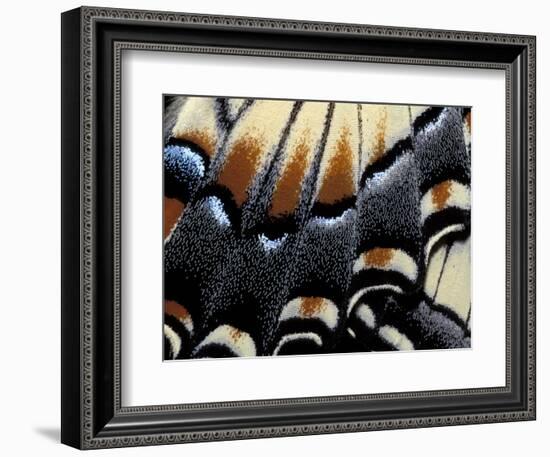 Eastern Tiger Swallowtail Butterfly Wing, Great Smoky Mountains National Park, Tennessee, USA-Darrell Gulin-Framed Photographic Print