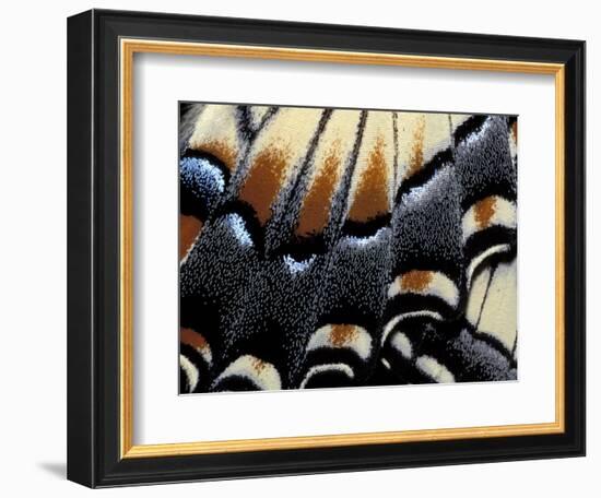 Eastern Tiger Swallowtail Butterfly Wing, Great Smoky Mountains National Park, Tennessee, USA-Darrell Gulin-Framed Photographic Print