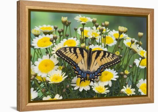 Eastern Tiger Swallowtail Butterfly-Darrell Gulin-Framed Premier Image Canvas