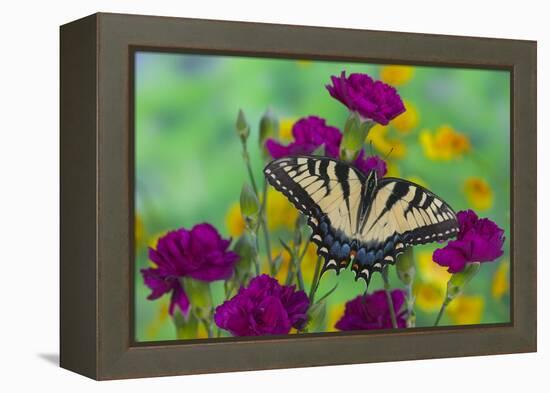 Eastern Tiger Swallowtail Butterfly-Darrell Gulin-Framed Premier Image Canvas