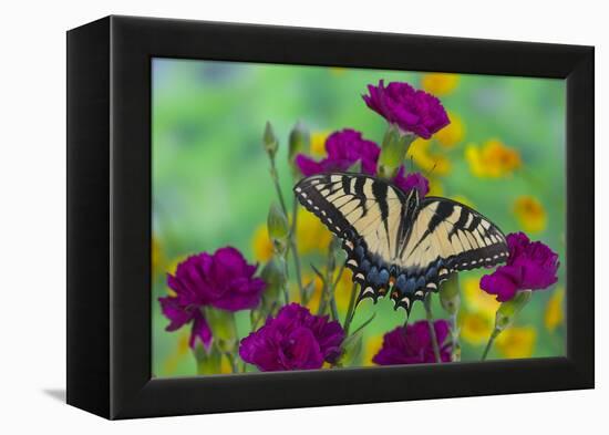 Eastern Tiger Swallowtail Butterfly-Darrell Gulin-Framed Premier Image Canvas