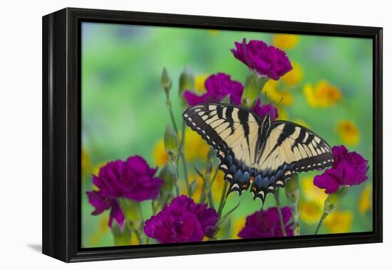 Eastern Tiger Swallowtail Butterfly-Darrell Gulin-Framed Premier Image Canvas