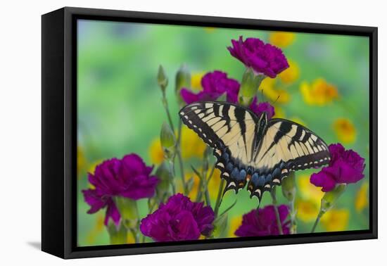 Eastern Tiger Swallowtail Butterfly-Darrell Gulin-Framed Premier Image Canvas