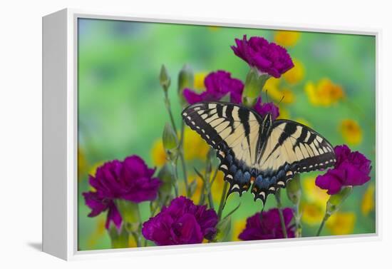 Eastern Tiger Swallowtail Butterfly-Darrell Gulin-Framed Premier Image Canvas