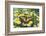 Eastern Tiger Swallowtail Butterfly-Darrell Gulin-Framed Photographic Print