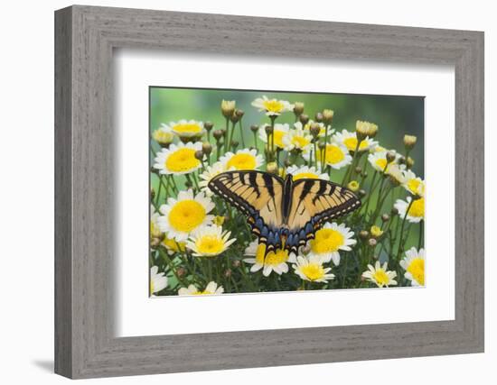 Eastern Tiger Swallowtail Butterfly-Darrell Gulin-Framed Photographic Print