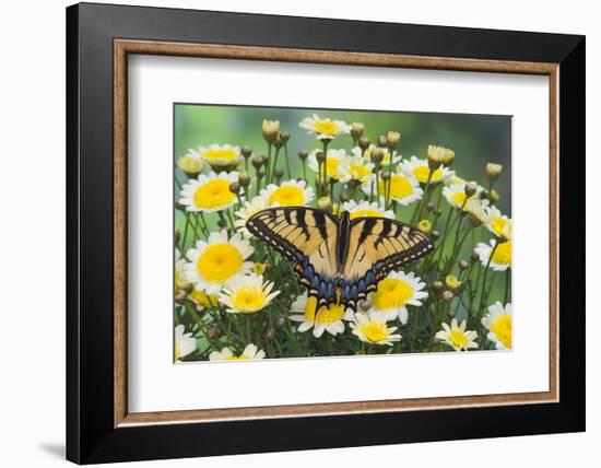 Eastern Tiger Swallowtail Butterfly-Darrell Gulin-Framed Photographic Print