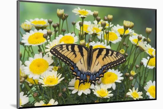 Eastern Tiger Swallowtail Butterfly-Darrell Gulin-Mounted Photographic Print