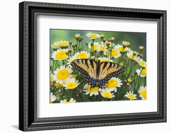 Eastern Tiger Swallowtail Butterfly-Darrell Gulin-Framed Photographic Print