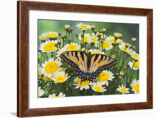 Eastern Tiger Swallowtail Butterfly-Darrell Gulin-Framed Photographic Print