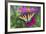 Eastern Tiger Swallowtail Butterfly-Darrell Gulin-Framed Photographic Print