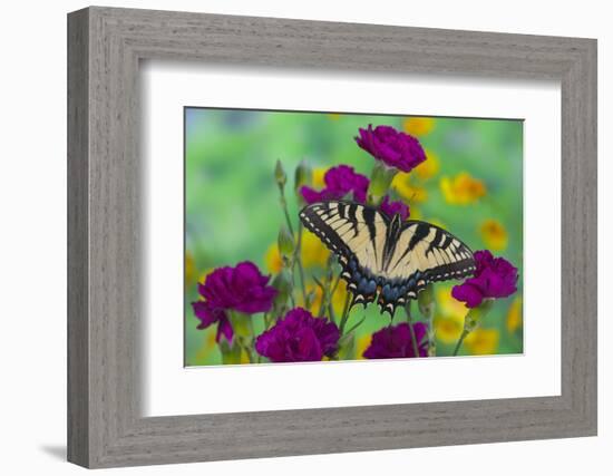 Eastern Tiger Swallowtail Butterfly-Darrell Gulin-Framed Photographic Print