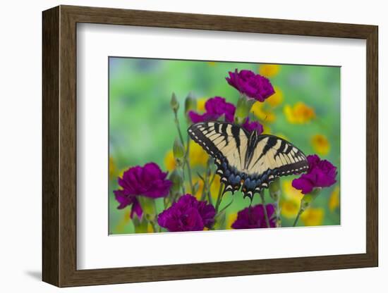 Eastern Tiger Swallowtail Butterfly-Darrell Gulin-Framed Photographic Print