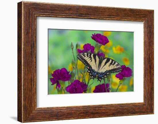 Eastern Tiger Swallowtail Butterfly-Darrell Gulin-Framed Photographic Print