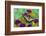 Eastern Tiger Swallowtail Butterfly-Darrell Gulin-Framed Photographic Print